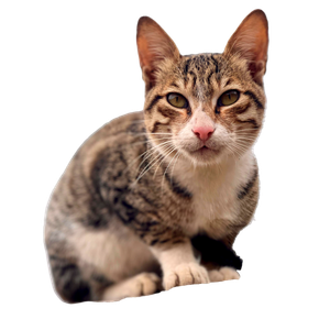A Focused Close Up Of A Tabby Cat Crouching On A Wall, Staring Directly Ahead. 14392 - Cat PNG image with transparent background